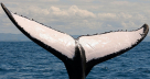 Baleine avec grande nageoire caudale