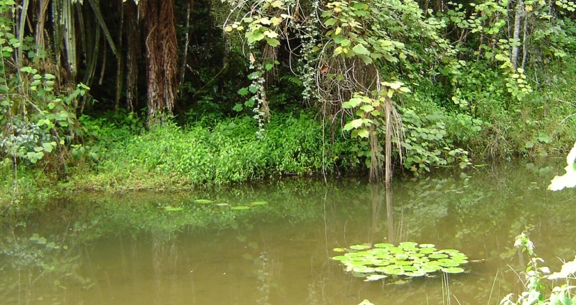 Andasibe River Andasibe River