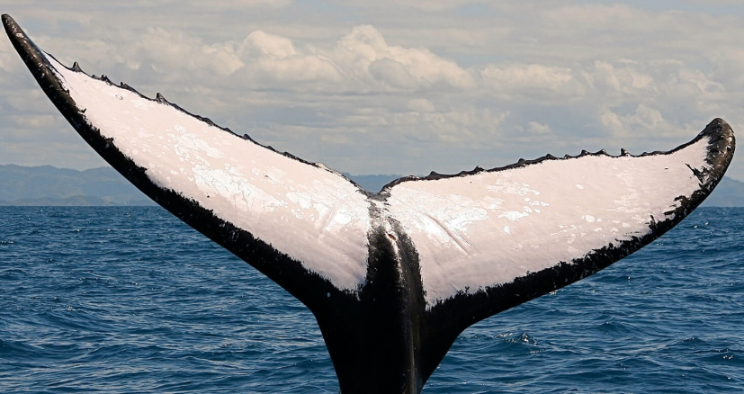 Baleine avec grande nageoire caudale