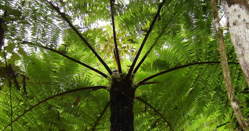Tree fern in Andasibe
