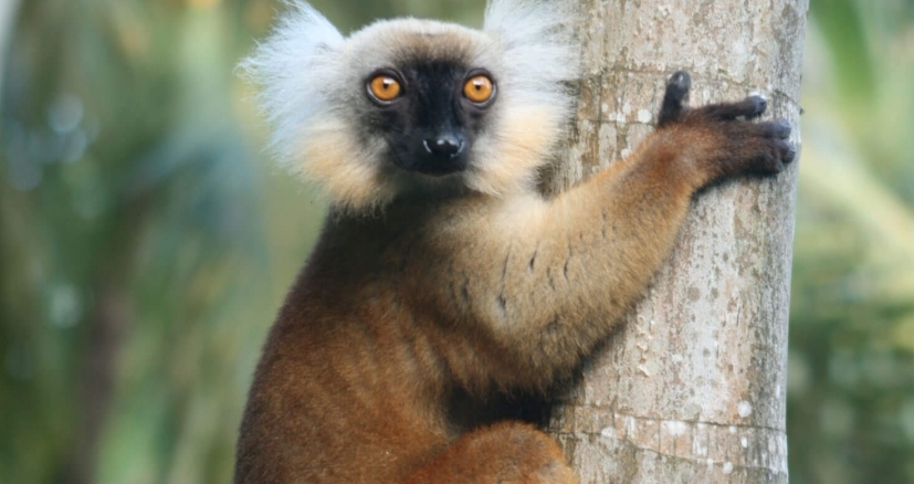 Nosy-Be lemur